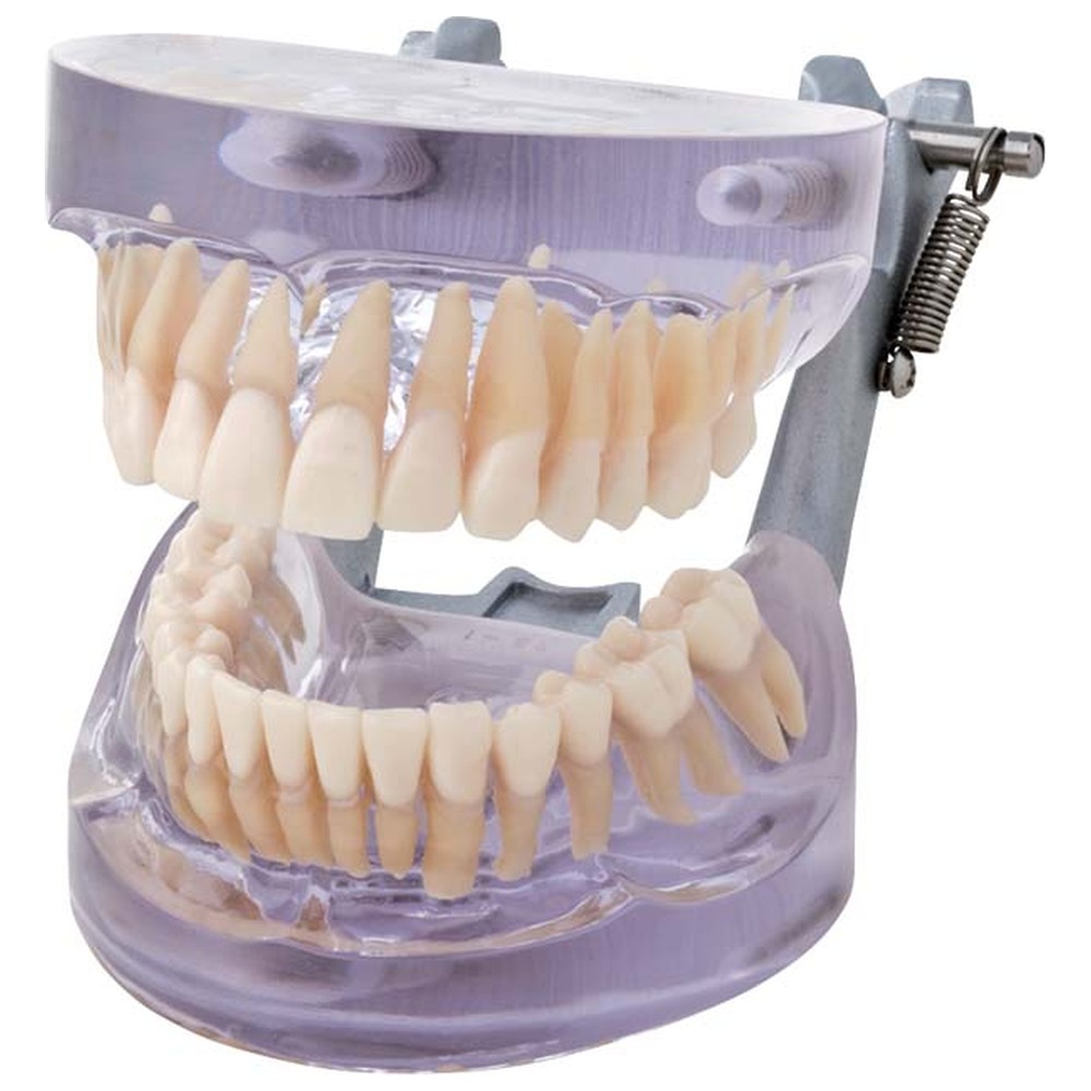 Morita Transparentes Studienmodell P12D-SB1 - Stück