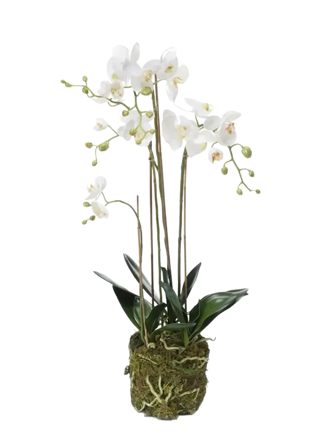 Künstliche Orchidee - Marie | 80 cm