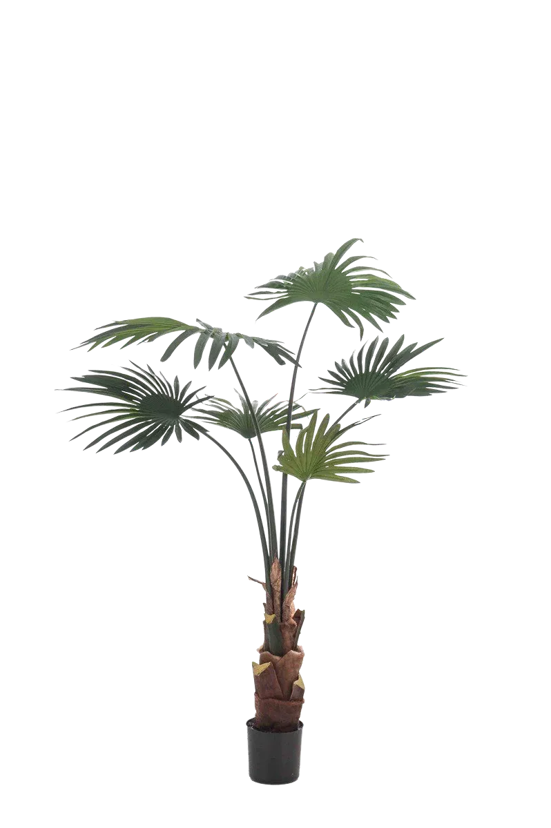 Künstliche Livistona Palme - Mera | 110 cm