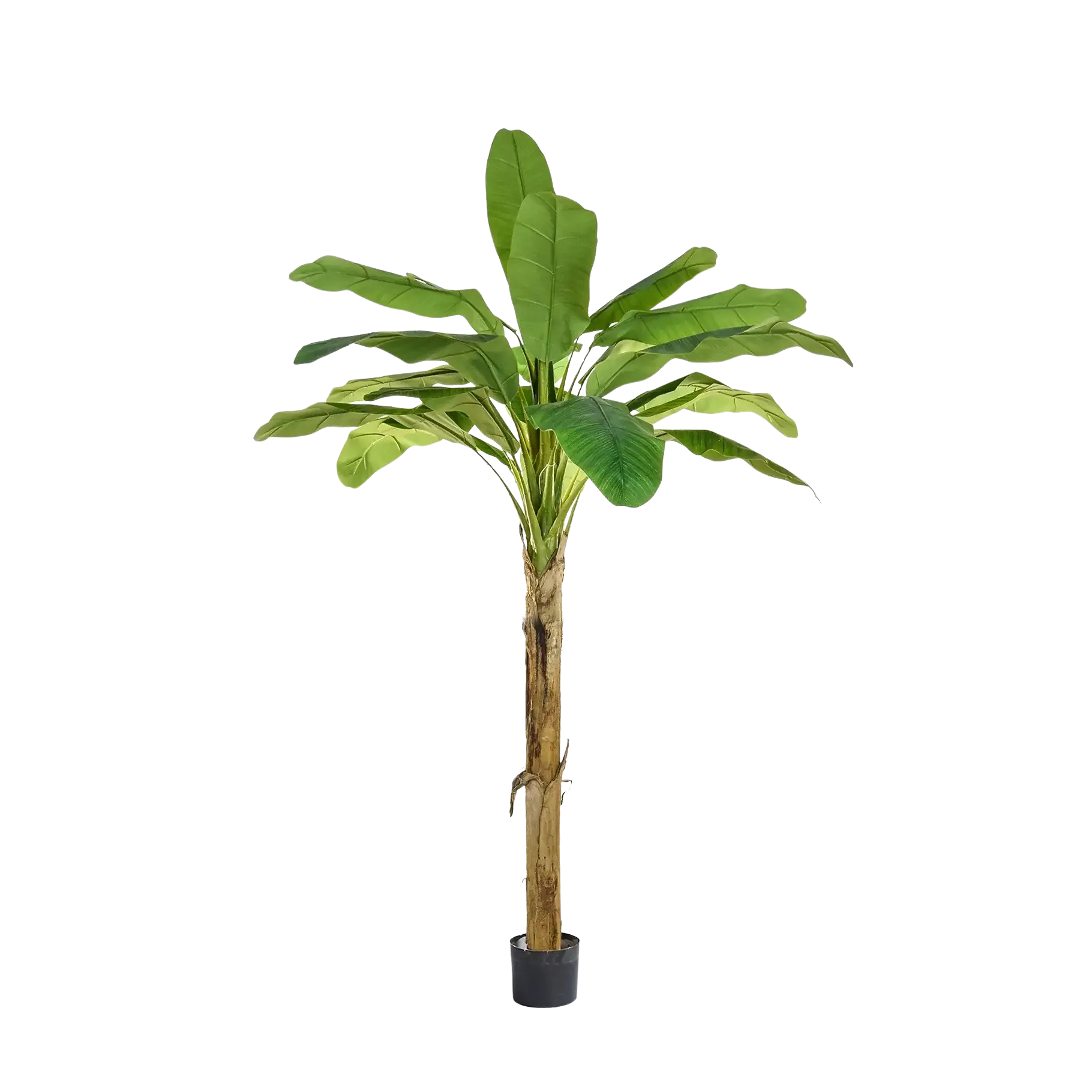 aplanta-TL3963_aplantaKuenstlicher_Bananenbaum__Jonas__180_cm Künstlicher Bananenbaum - Jonas | 180 cm