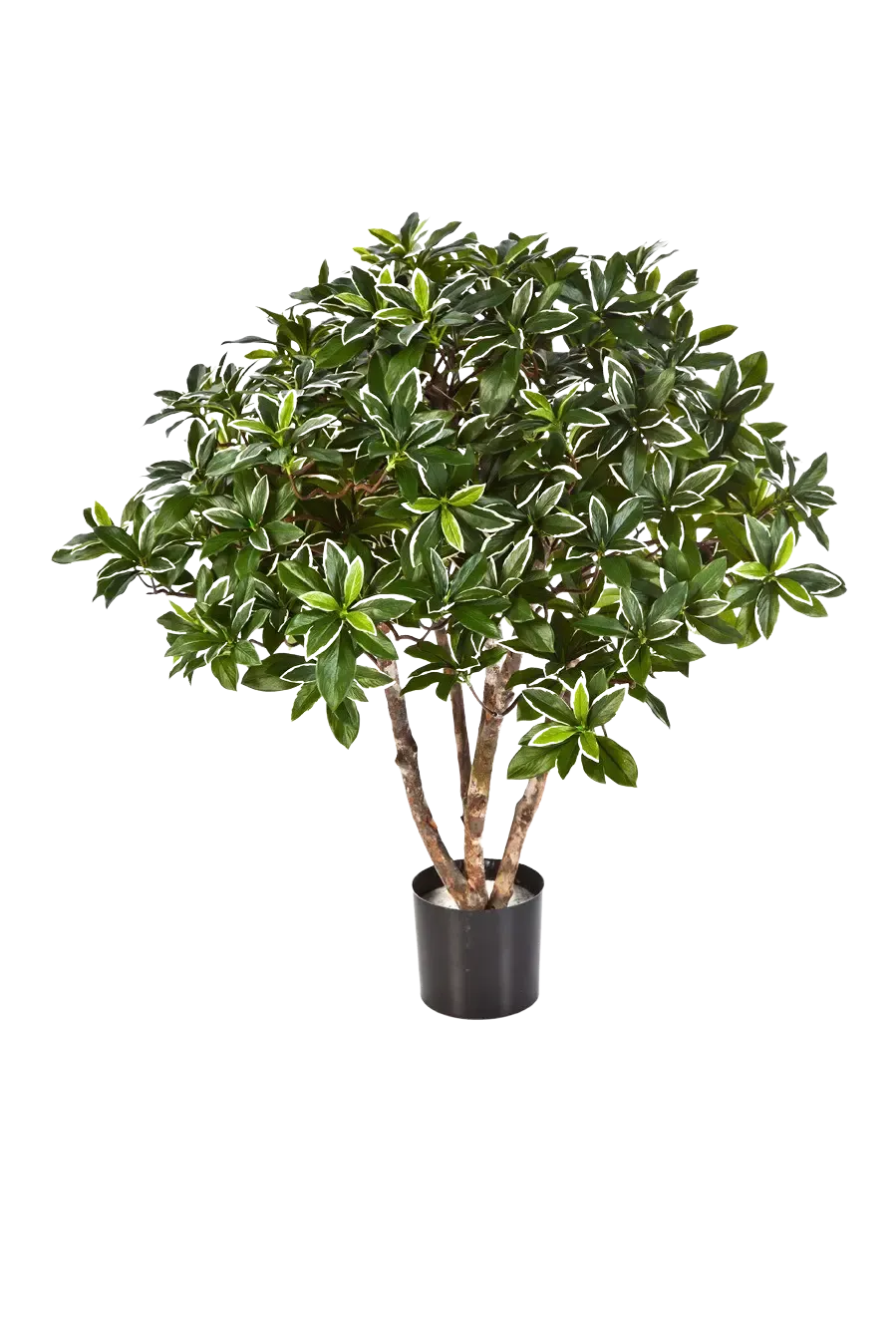 Künstlicher japanischer Spindelstrauch - Wilma | 75 cm günstiger kaufen ... Künstlicher japanischer Spindelstrauch - Wilma | 75 cm günstiger kaufen ...