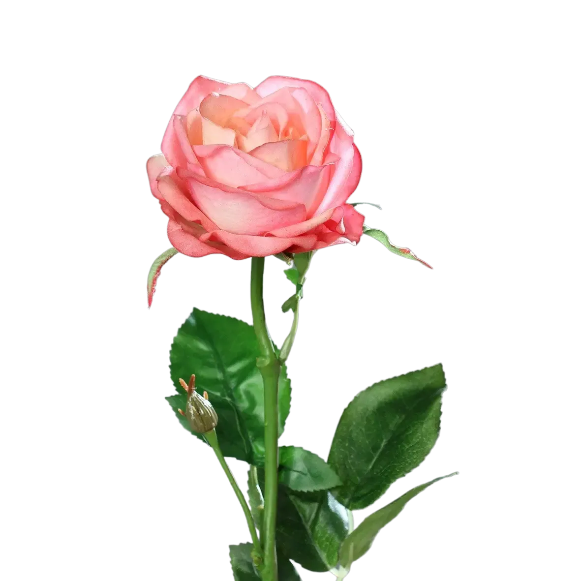 Künstliche Rose - Sokrates | 66 cm