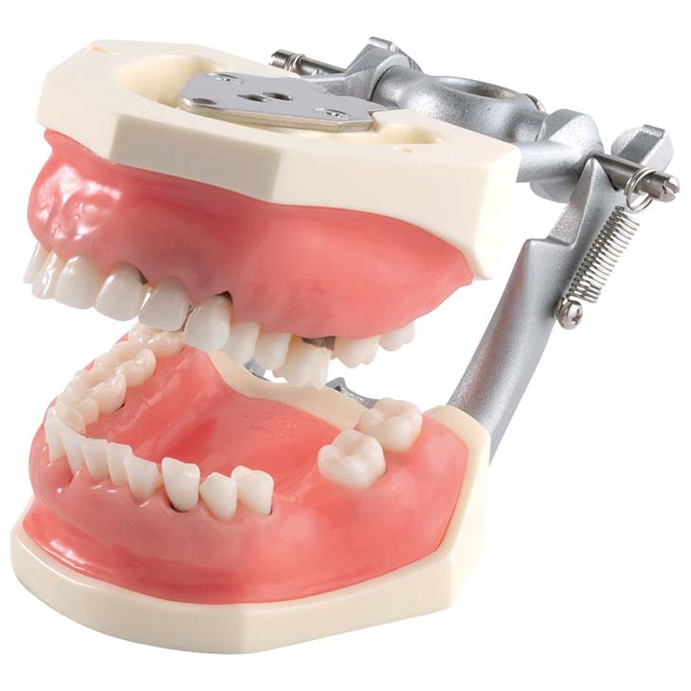 Morita Parodontalchirurgie-Modell mit weichem Zahnfleisch P15DP-901C (GSF) - Stück P15DP-901C