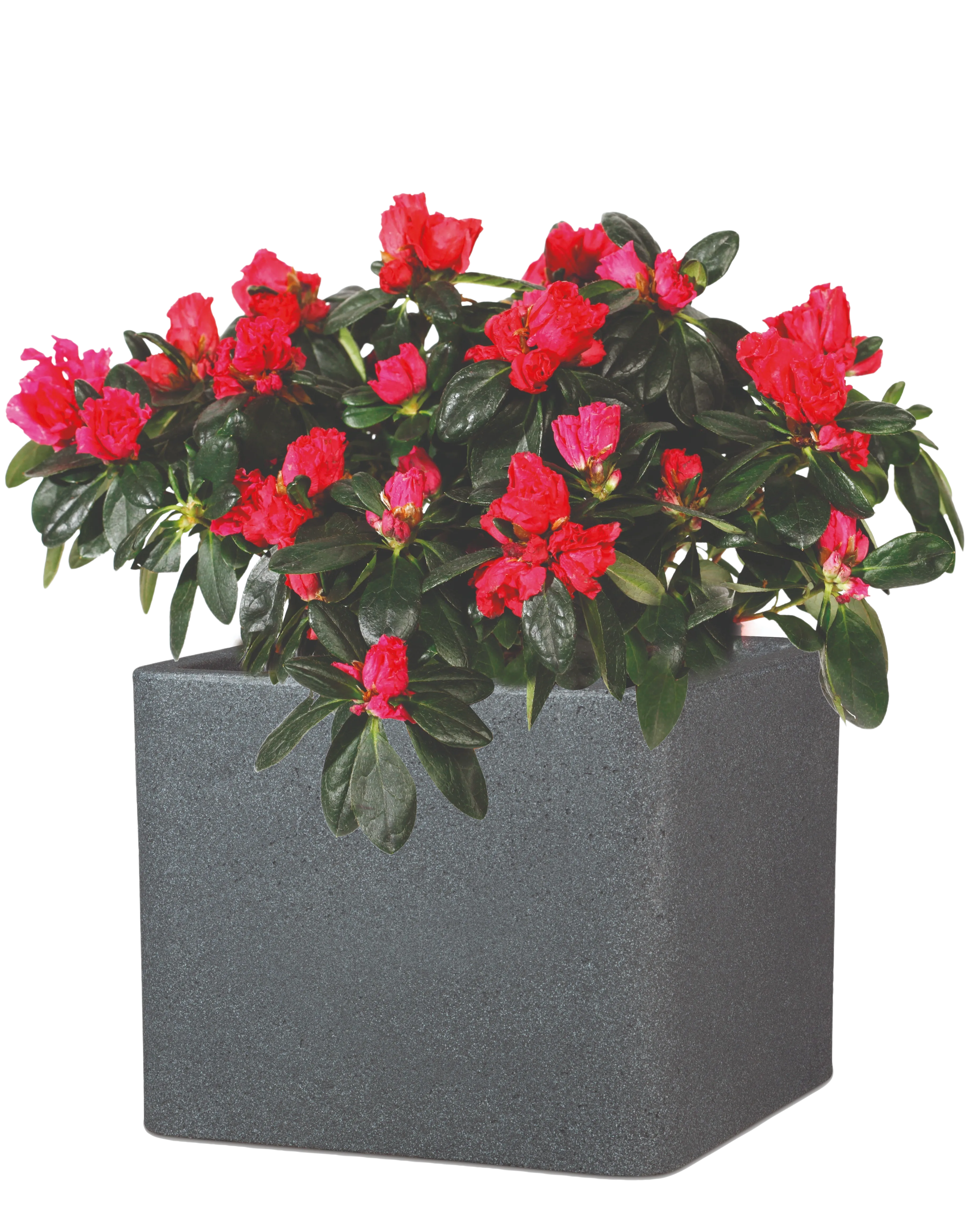 aplanta-899.719292_aplantaPflanztopf_COMO_Granit_Schwarz__23x29x29_cm Pflanztopf COMO Granit Schwarz | 23x29x29 cm