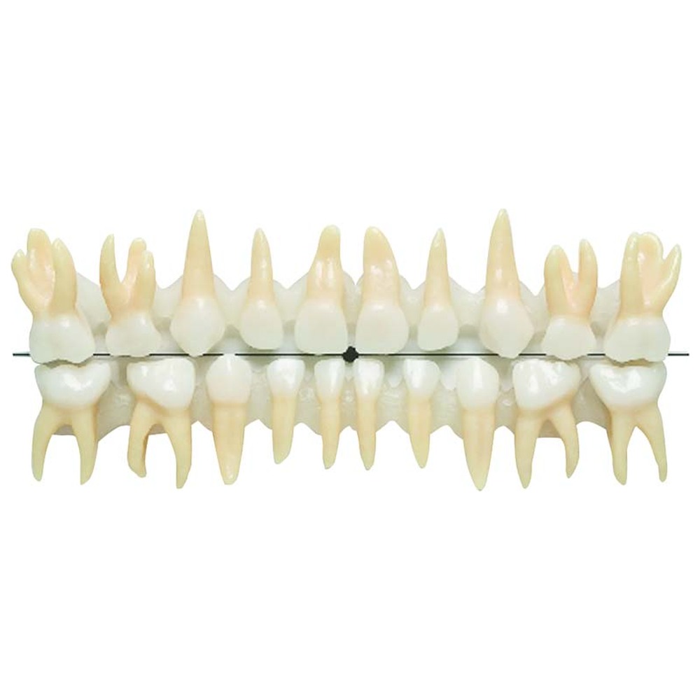 Morita Anatomische Milchzähne - Set 20 Zähne