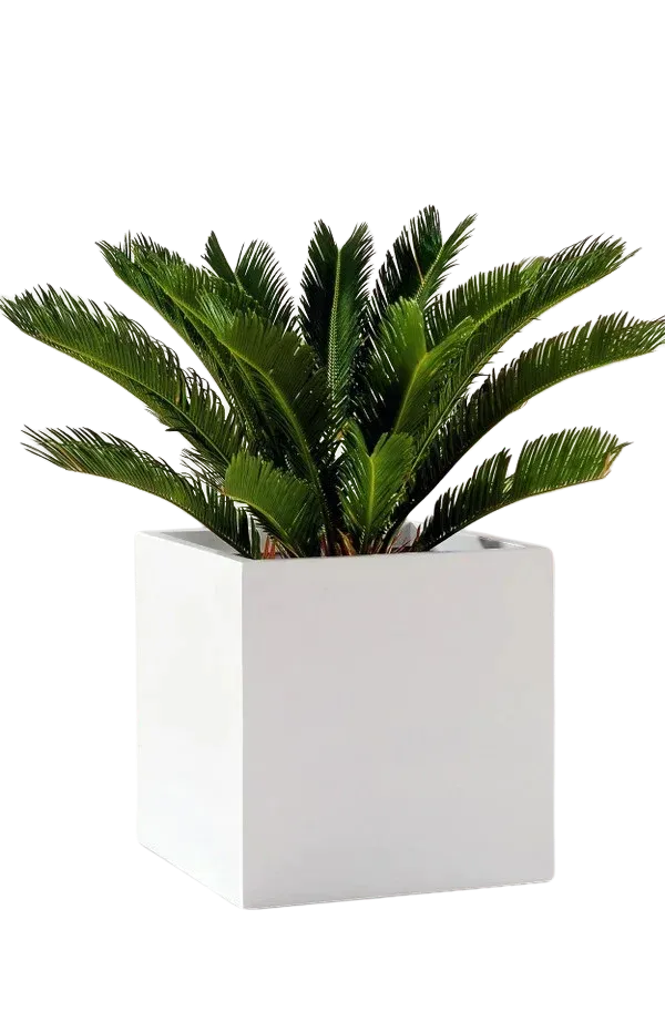 aplanta-2998108050_aplantaPflanzkuebel__Leyla__50x50x50_cm_Weiss Pflanzkübel - Leyla | 50x50x50 cm, Weiß