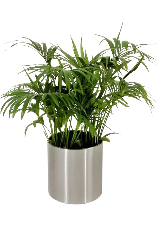 aplanta-16501060_aplantaPflanzkuebel__Anil__60x60_cm_Silber Pflanzkübel - Anil | 60x60 cm, Silber