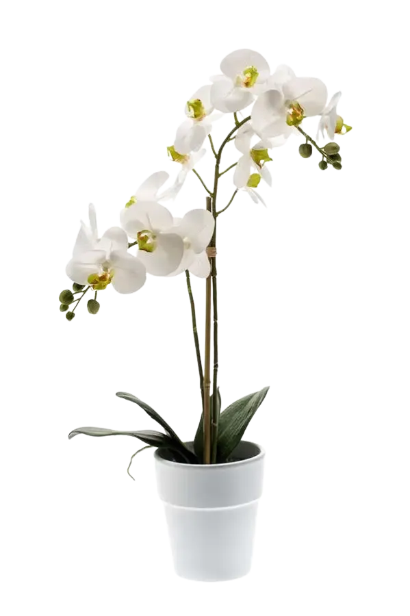 Künstliche Orchidee - Leonard | Real Touch | 65 cm