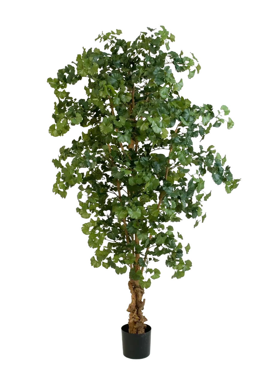 Künstlicher Gingko - Tamino | 210 cm