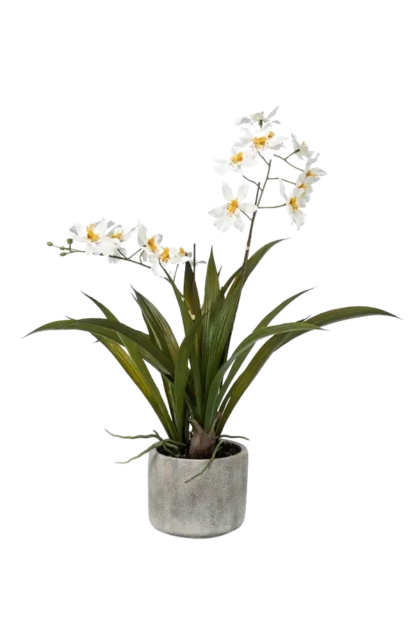 Künstliche Orchidee - Pansy | 45 cm, im Topf