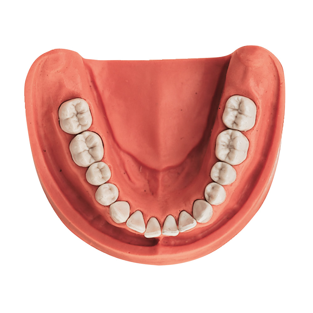 Gingiva Modell UK TZ 14 St