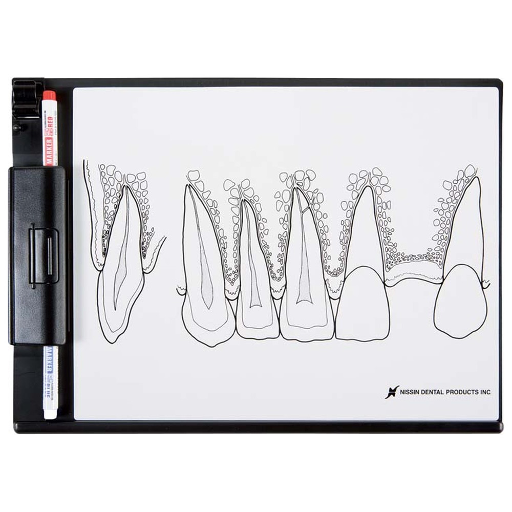 Morita Demonstrationstafel Frontzahnbereich P13-TR200A - Stück