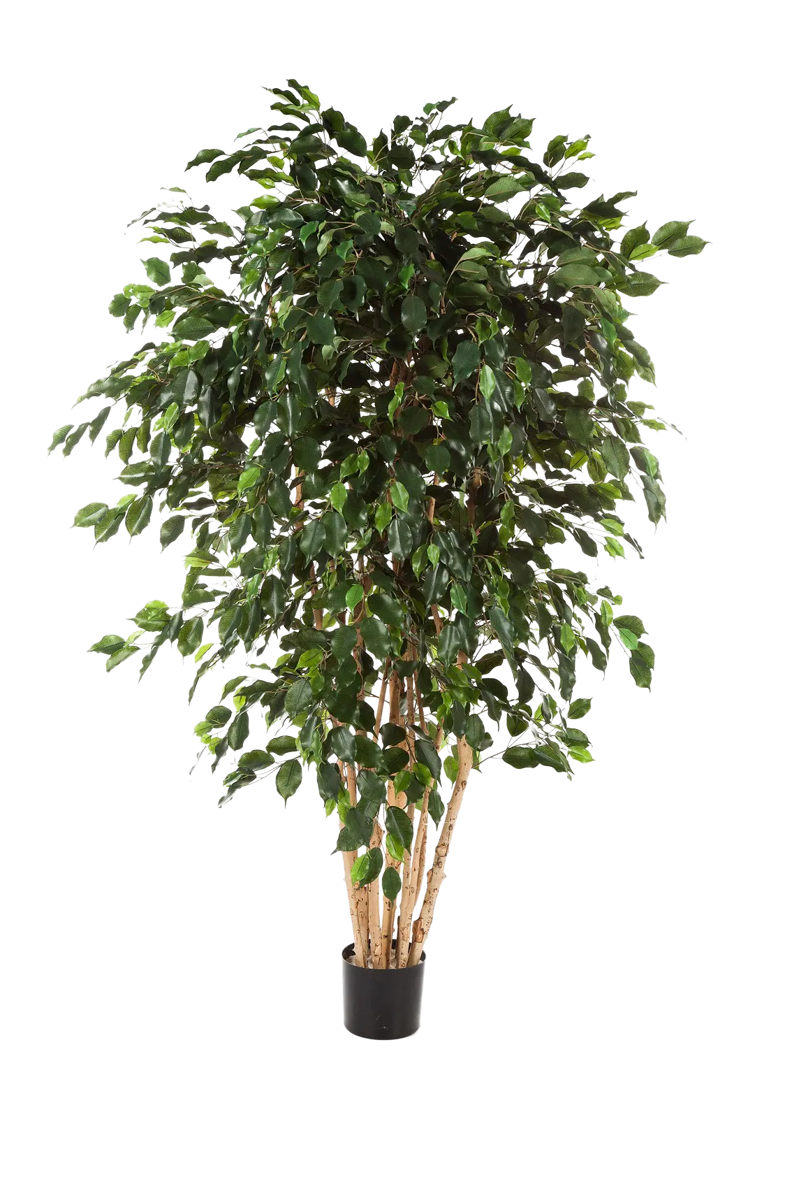 Künstlicher Gummibaum - Joel | 210 cm