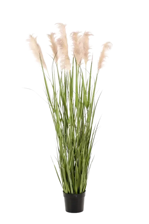 aplanta-425508_aplantaKuenstliches_Pampasgras__Luis__175_cm Künstliches Pampasgras - Luis | 175 cm