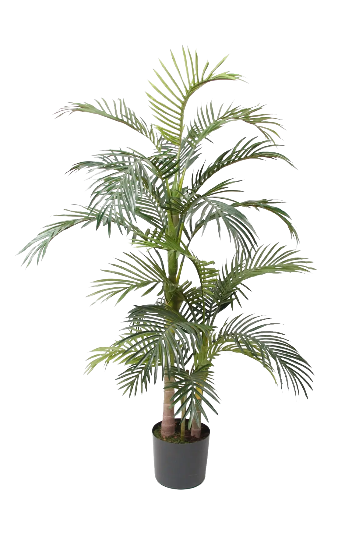 Künstliche Areca Palme - Bobby | 170 cm