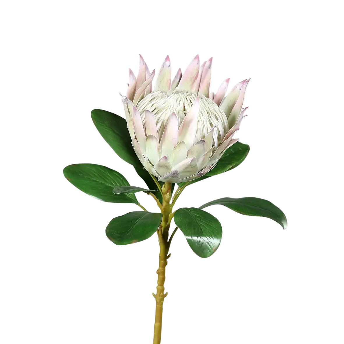 Künstliche Protea - Alkmene | 74 cm