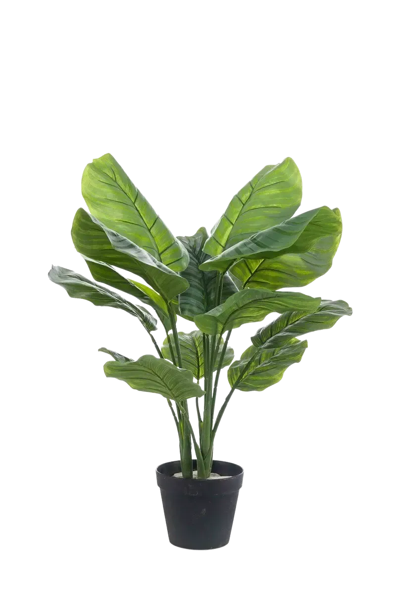 Künstliche Calathea orbifolia - Bill | 70 cm