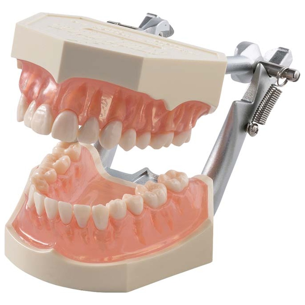 Morita Funktionsmodell mit anatomischen Zähnen i21D-400C - Stück