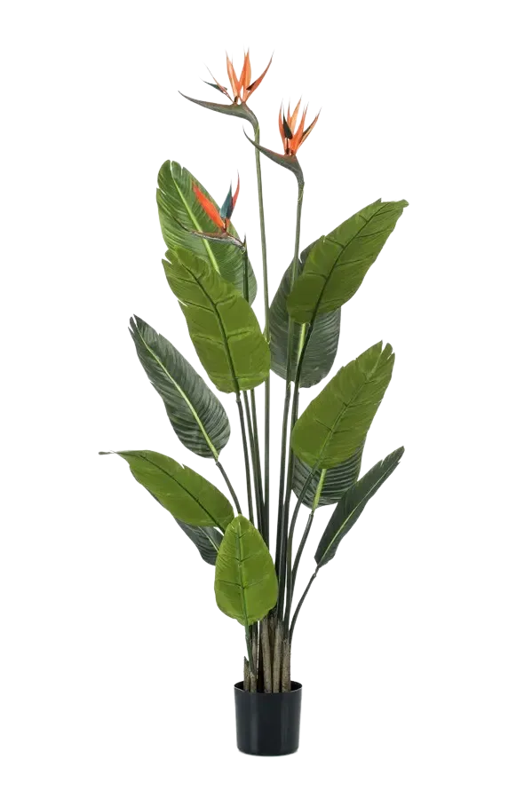 aplanta-423966_aplantaKuenstliche_Strelitzia__Constantin__120_cm Künstliche Strelitzia - Constantin | 120 cm