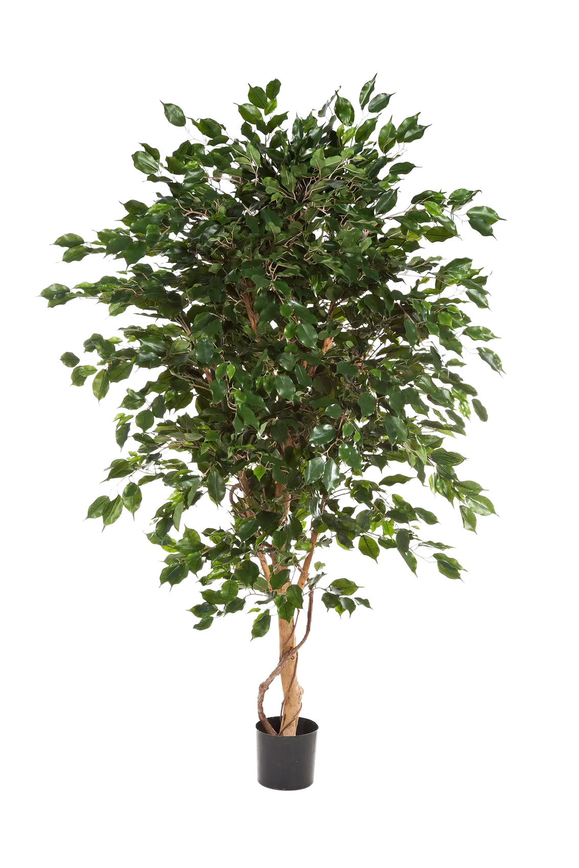 Künstlicher Gummibaum - Kim | 180 cm
