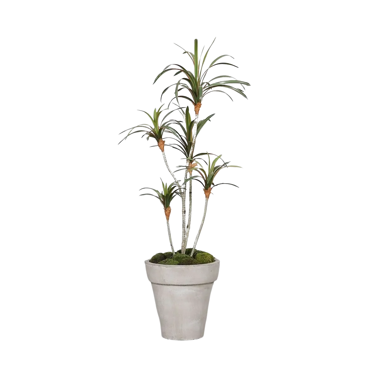 Künstlicher Drachenbaum - Minor | 100 cm